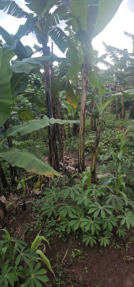 Land for sale at Bukalango